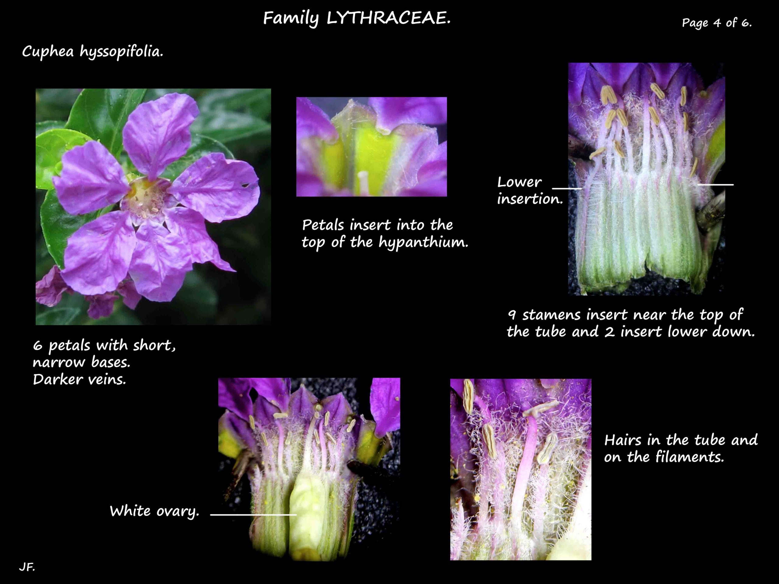 4 Cuphea hypanthium & stamens